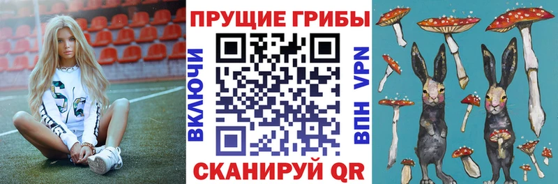 где можно купить   Андреаполь  Псилоцибиновые грибы GOLDEN TEACHER 